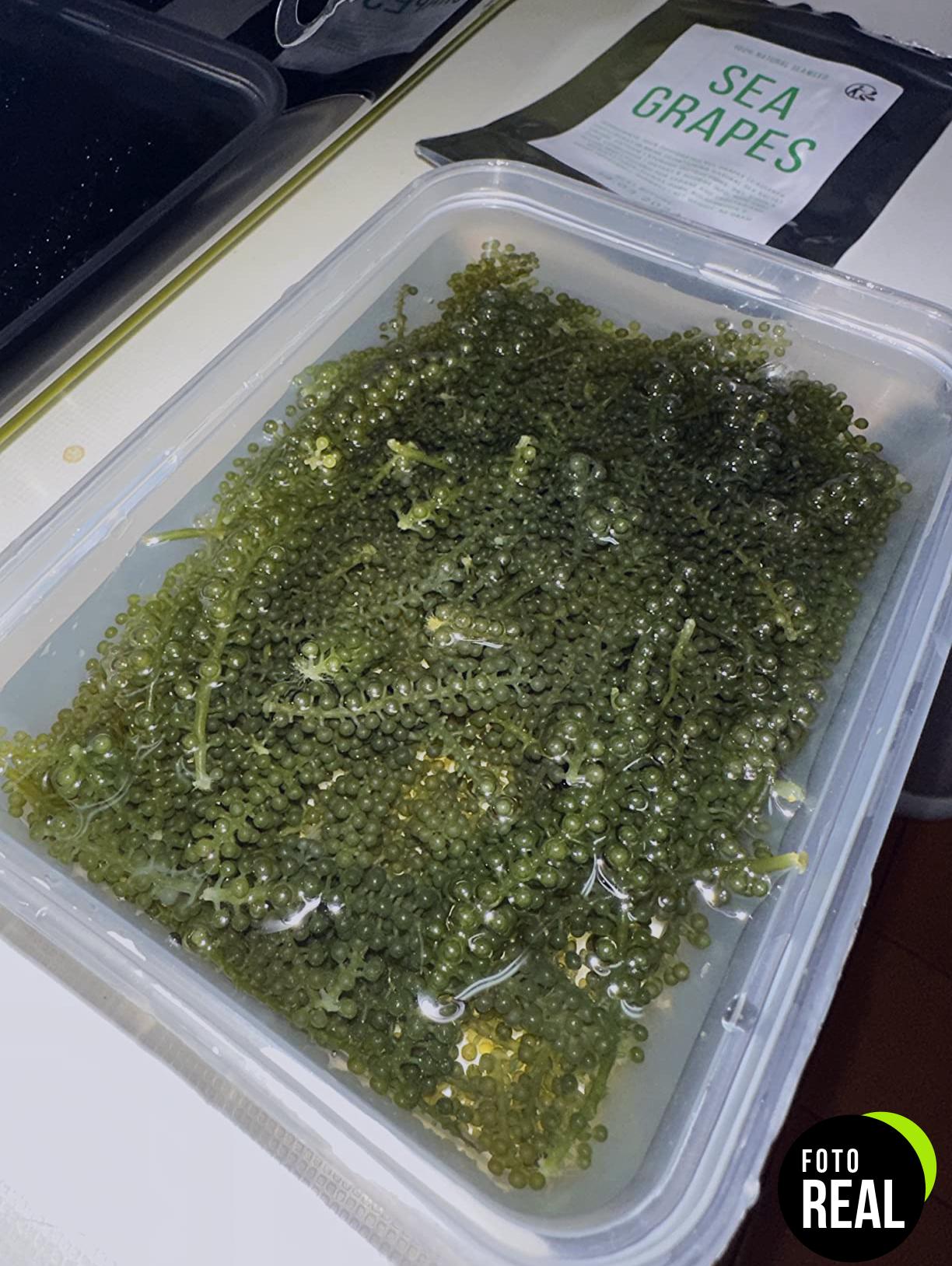 umibudo-uvas-de-mar-50g-foto-2